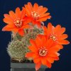 Rebutia_atrovirens_v_ritte